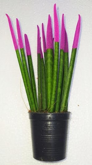 Sansevieria cylindrica Velvet Touch Plants