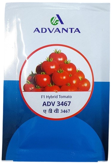 Advanta 3467 F1 Hybrid Tomato Seeds