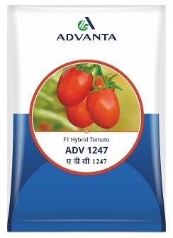 Advanta ADV 1247 F1 Hybrid Tomato Seeds