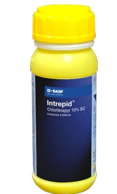 BASF Intrapid Insecticide – Chlorfenapyr 10% SC for DBM & Mite Control in Cabbage and Chilli Crops