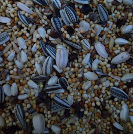 Beyers Vogel Birds Multi Seeds Mixture