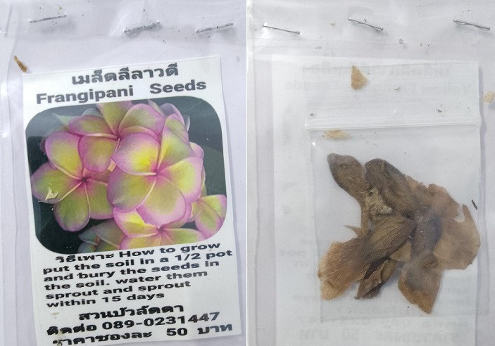 Bi Colour Plumeria Frangipani Kathalichapa Seeds
