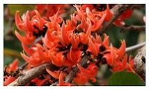 Butea Monosperma Flowering Plants