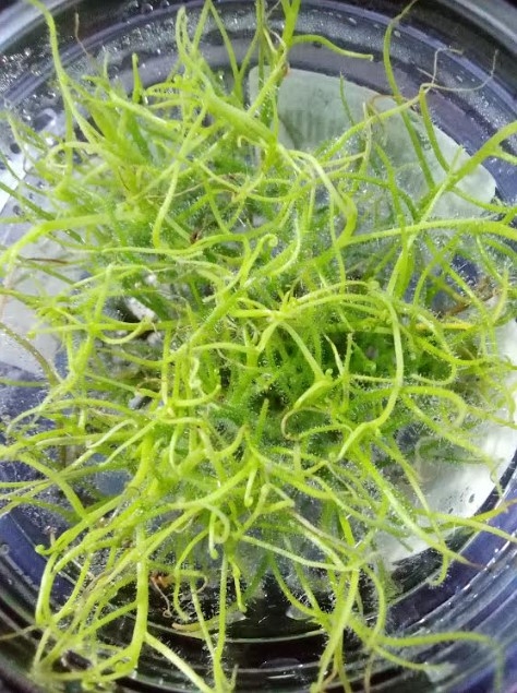 Byblis Guehoi Carnivorous Plants