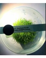 Eleocharis Parvula Dwarf Hairgrass Ground Carpet Plants