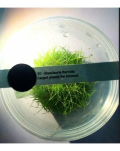 Eleocharis Parvula Dwarf Hairgrass Ground Carpet Plants