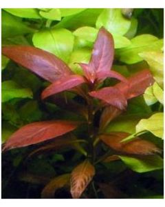 Ludwigia Peruensis