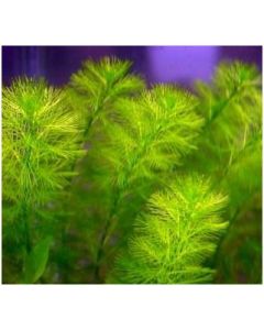 Myriophyllum Aquaticum 