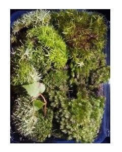 Terrarium Moss