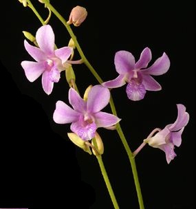 Dendrobium Orchids Plants DMB1391
