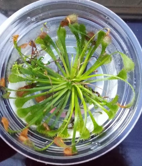 Drosera Spatulata Red Carnivorous Plants