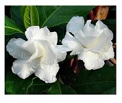Double Layer Crape Jasmine Flowering Plants