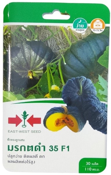 East West Seed Hybrid Pumpkin Black Emerald 35 F1 Seeds