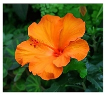 Exotic Orange Hibiscus Flowering Plants