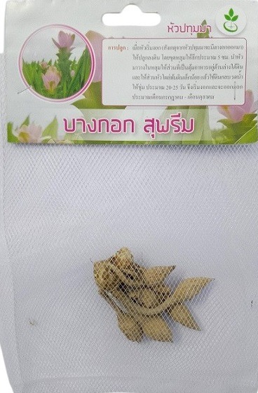 Dynamic Seeds Bangkok Supreme Curcuma Big Bulb