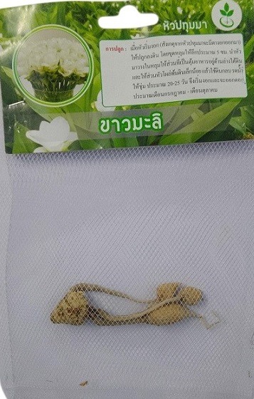 Dynamic Seeds Jasmine White Curcuma Big Bulb