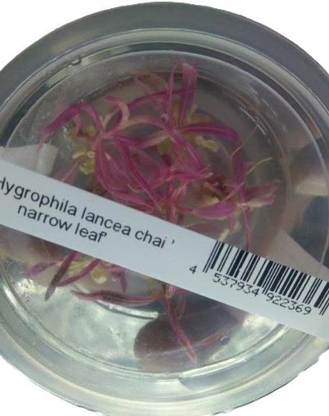 Hygrophila Lancea Chai