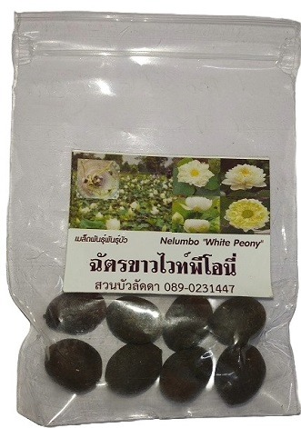 Dwarf Lotus Seeds
