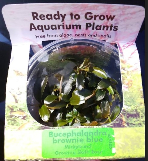 Bucephalandra Brownie Blue