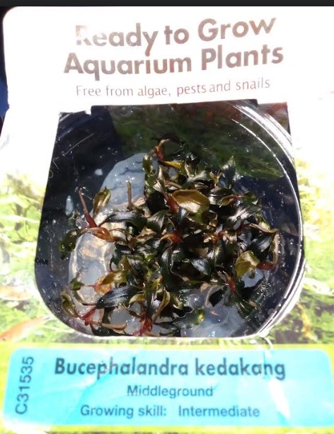 Bucephalandra Kedakang