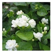 Jasminum Sambac Bela Mogra Flowering Plants