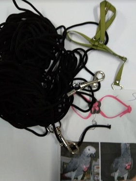 Medium Sized Bird Collar And Leash Set