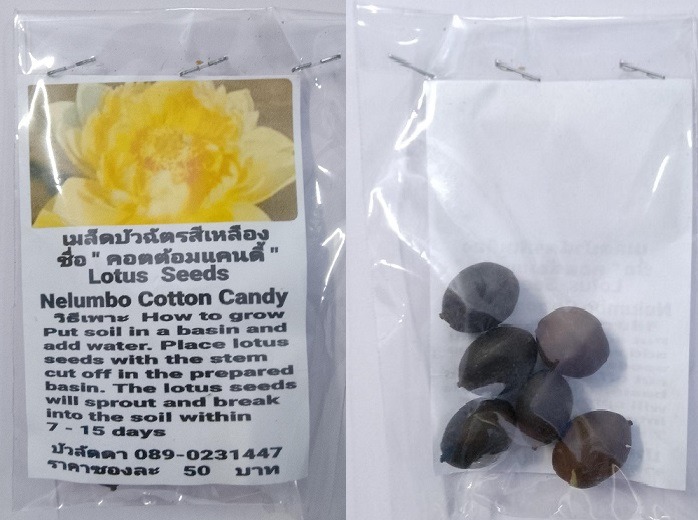 Yellow Nelumbo Cotton Candy Dwarf Lotus Seeds