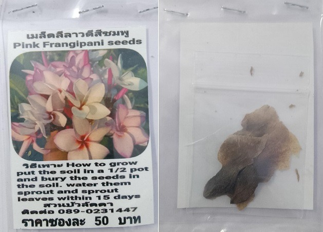 Pink Plumeria Frangipani Kathalichapa Seeds