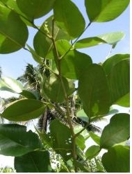 Raktha Chandanam Live Indian Garden Plants