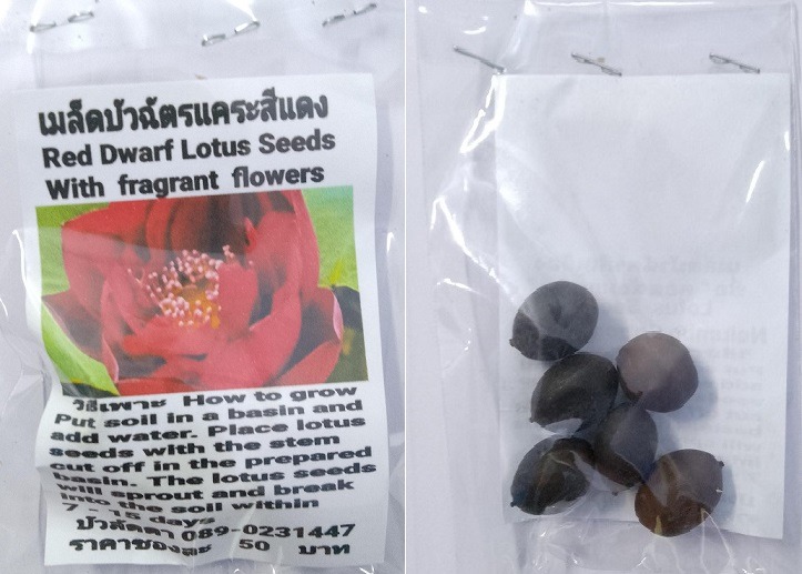 Red Dwarf Lotus Seeds