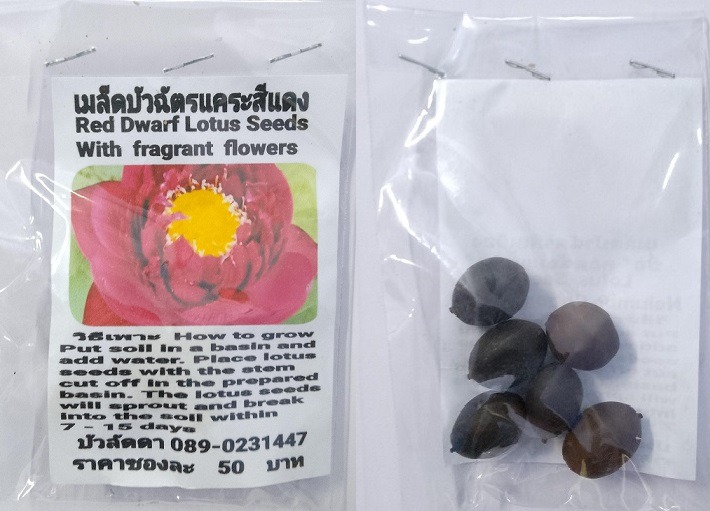 Red Fragrant Lotus Seeds