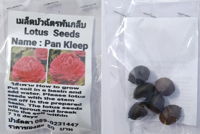 Red Pan Kleep Dwarf Lotus Seeds