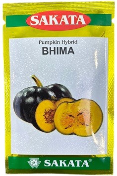Sakata BHIMA Hybrid Pumpkin Seeds