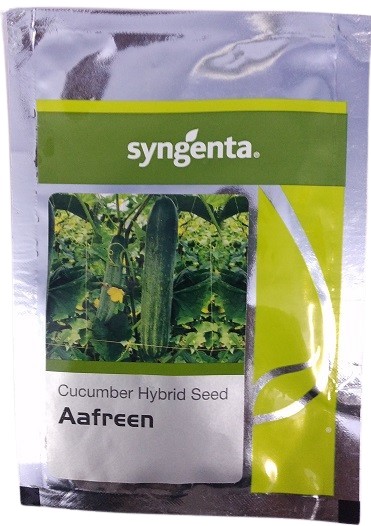 Syngenta Aafreen Cucumber Hybrid Seed