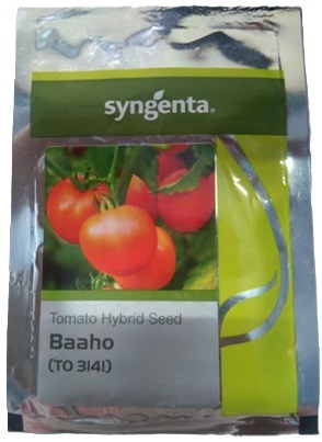 Syngenta BAAHO Hybrid Tomato Seed