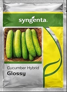 Syngenta Glossy Hybrid Cucumber Seeds