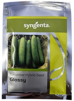 Syngenta Glossy Hybrid Cucumber Seeds