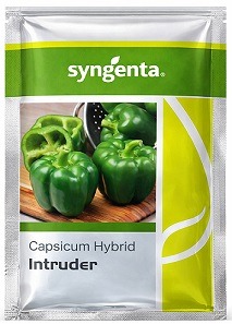 Syngenta Intruder Hybrid Capsicum Seeds
