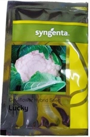 Syngenta Lucky Cauliflower Commercial Agriculture Seeds
