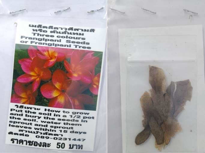 Three Colours Plumeria Frangipani Kathalichapa Seeds