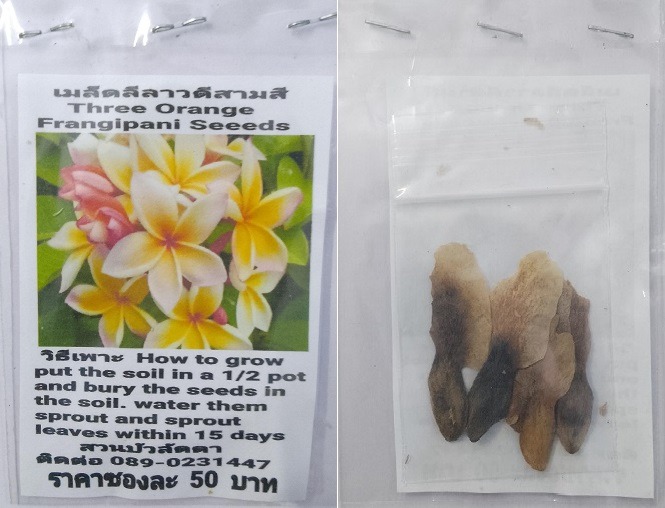 Three Orange Plumeria Frangipani Kathalichapa Seeds