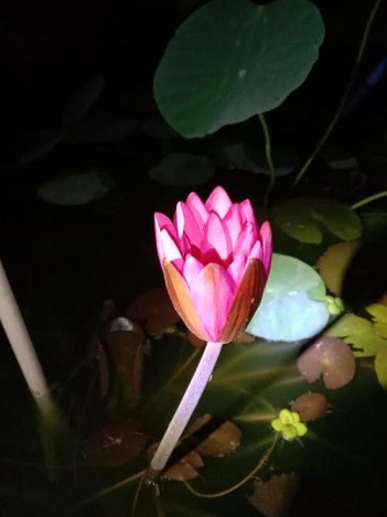 Six Pc Water Lily Live Plants