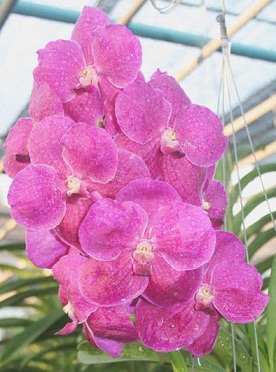 Vanda Orchids Plants VMB1272
