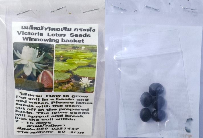 White Victoria Winnowing Basket Dwarf Lotus Seeds