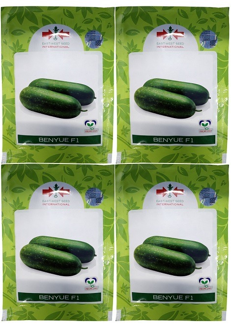 East West Benyue F1 Wax Gourd Hybrid Seeds