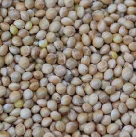 White Millet
