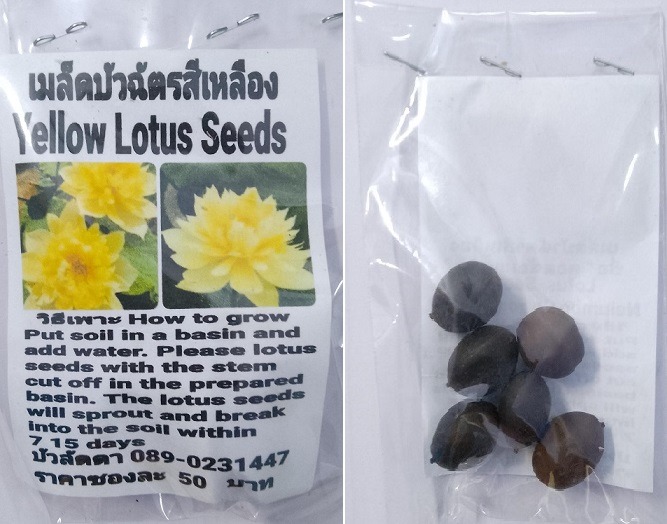 Yellow Fragrant Lotus Seeds
