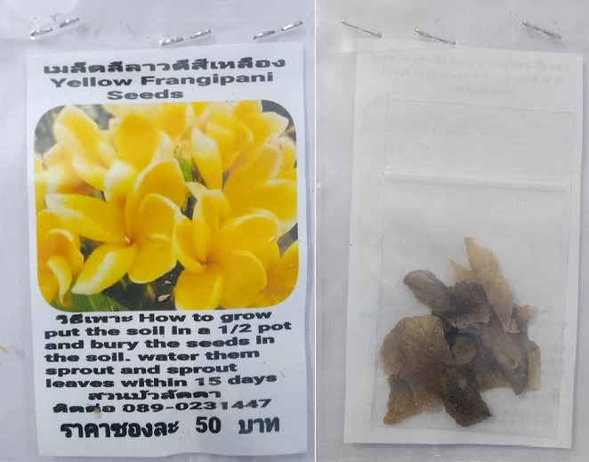 Yellow Plumeria Frangipani Kathalichapa Seeds
